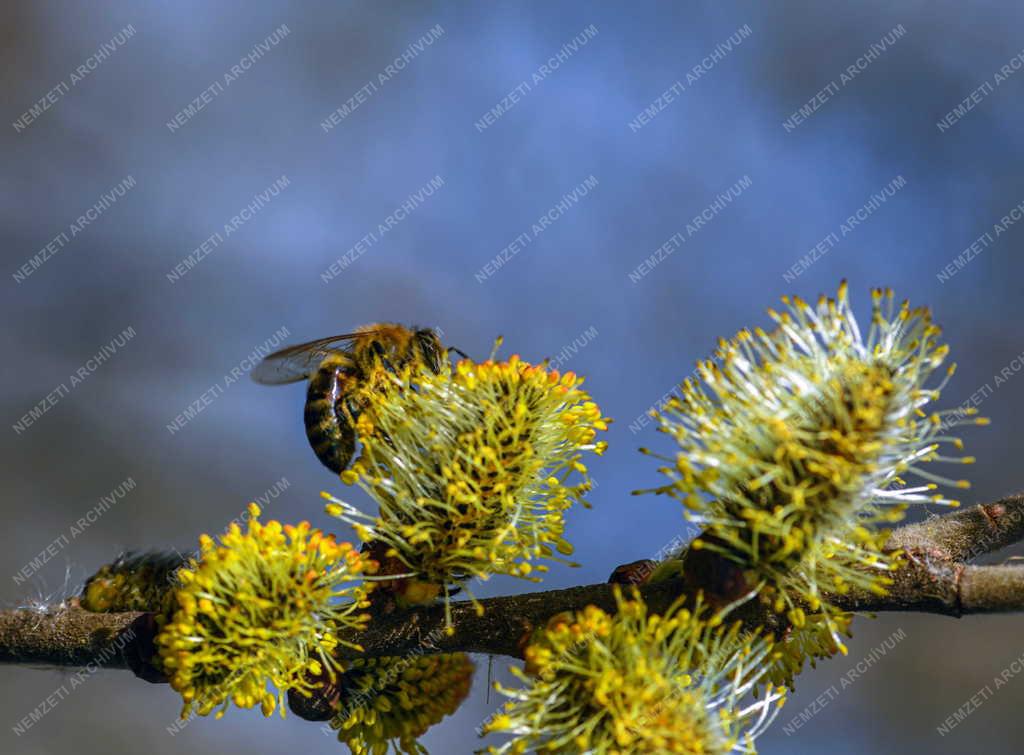 Természet - Tavaszi növényvirágzás