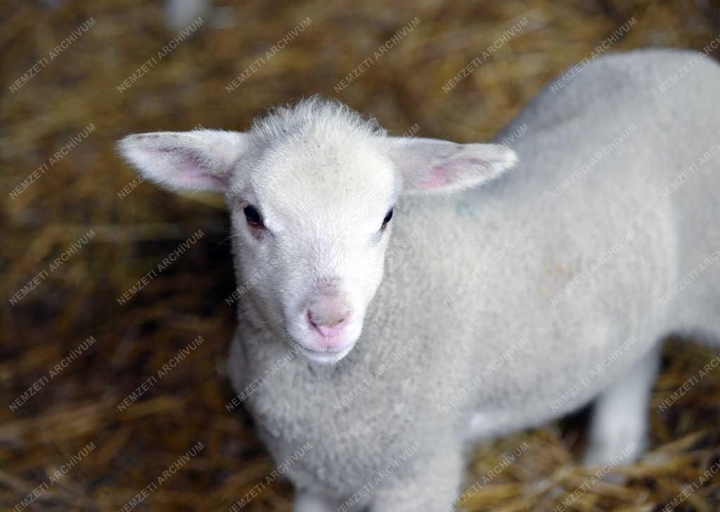 Állattartás - Hortobágy - Születnek a bárányok 