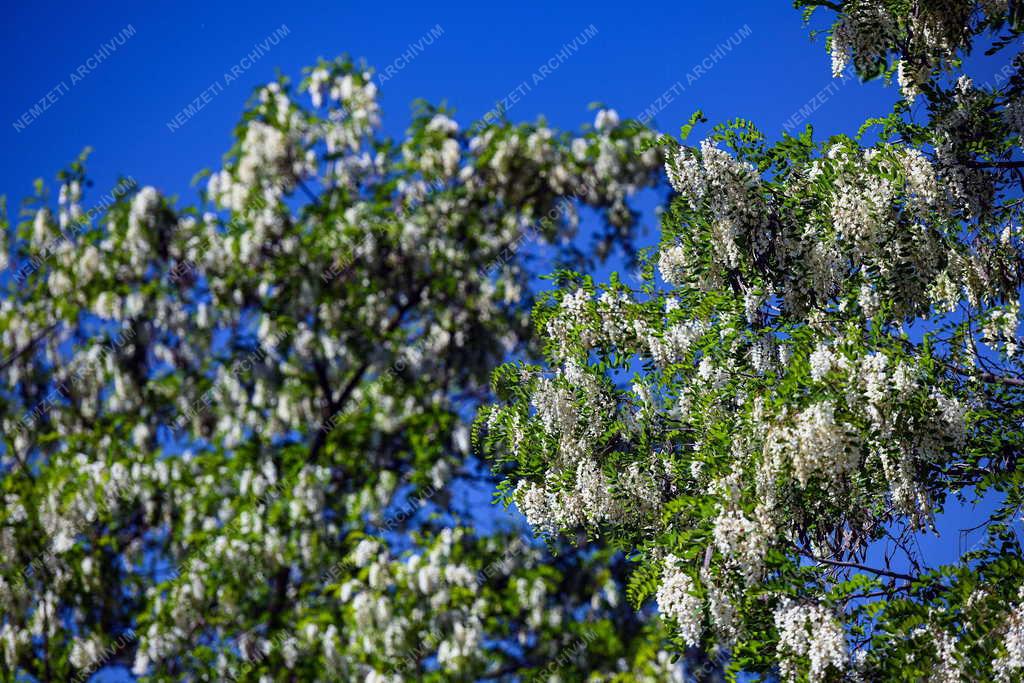 Természet - Akácvirágzás