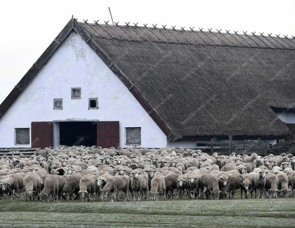 Mezőgazdaság - Őszi legeltetés a Hortobágyon
