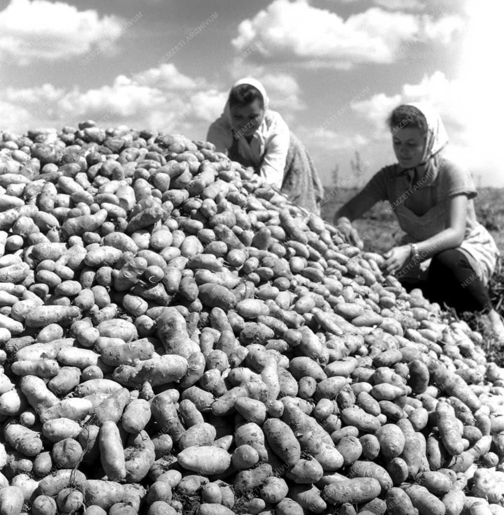 Mezőgazdaság - Burgonya betakarítása