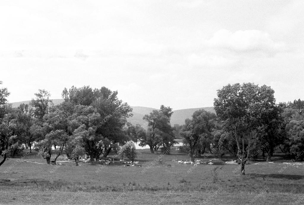 Környezet - Dunapart