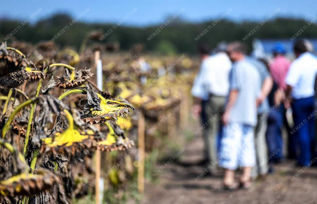 Mezőgazdaság - Látókép - 21. Kukorica és napraforgó tanácskozás