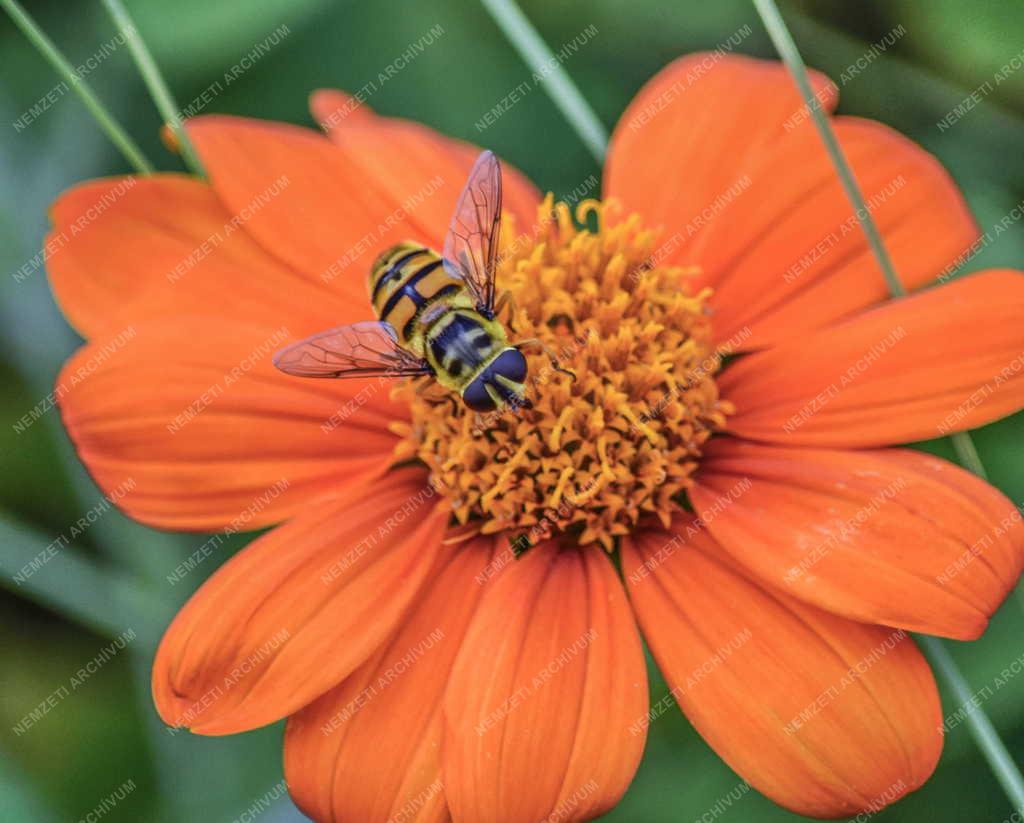 Természet - Budapest - Darázs