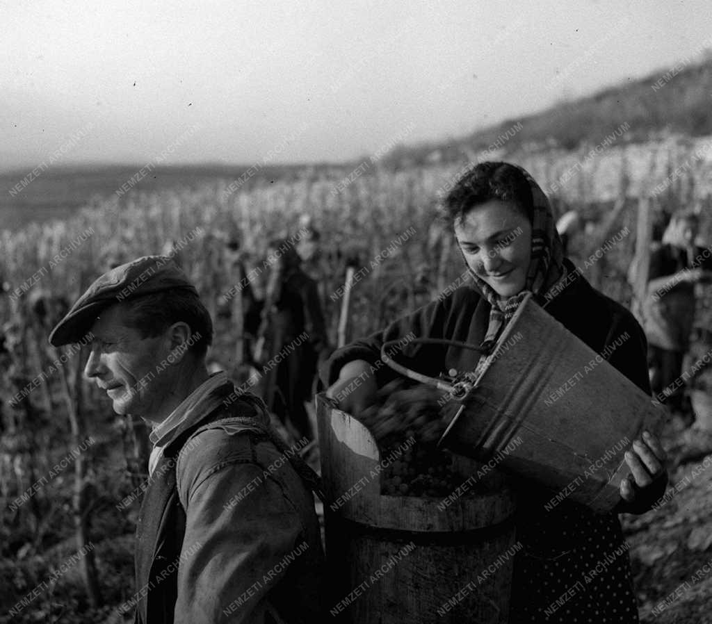 A szerző válogatása - Szüret Tokajhegyalján