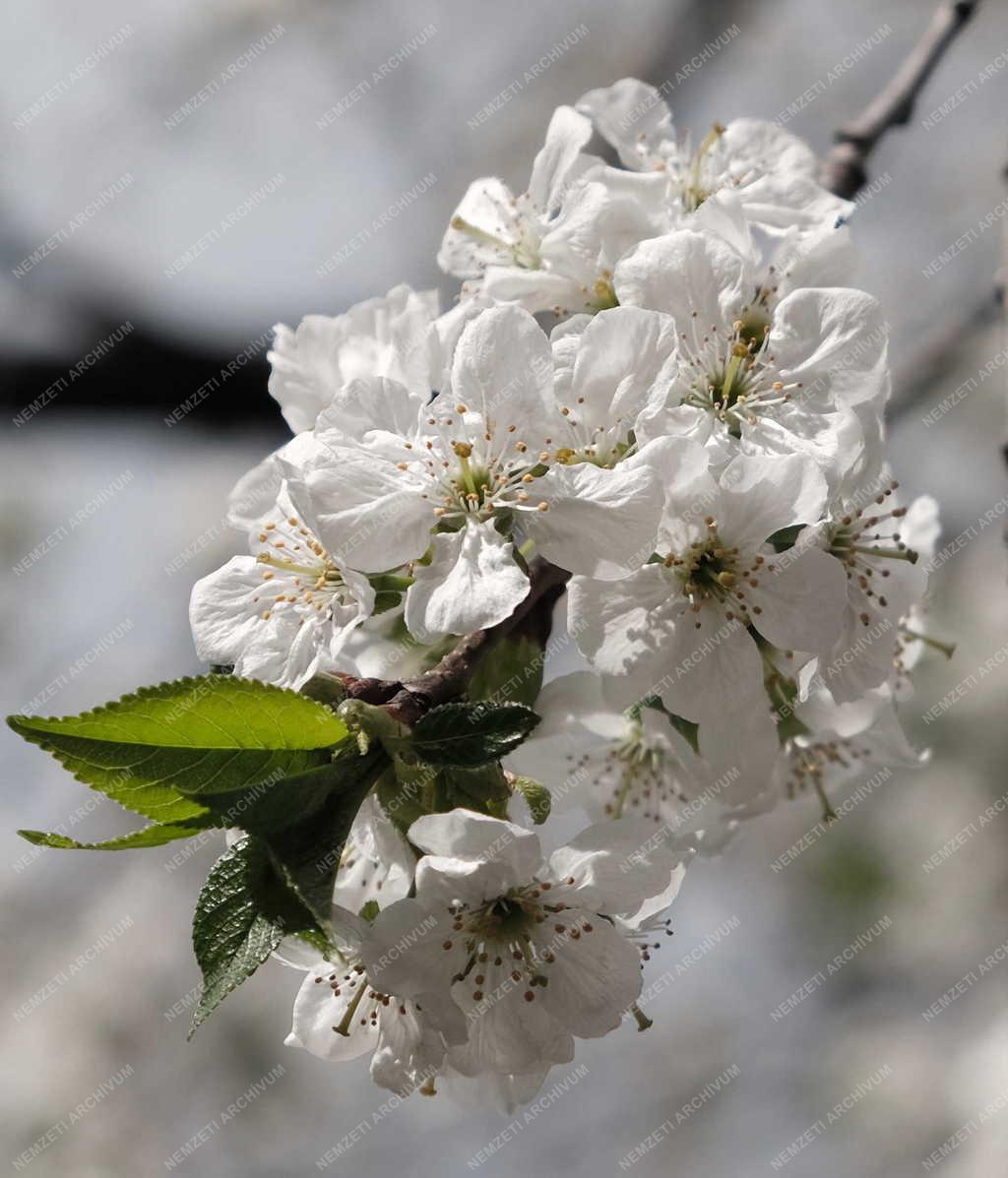 Természet - Virágzik a cseresznyefa