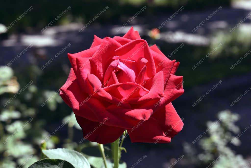 Természet - Budapest - Tearózsa