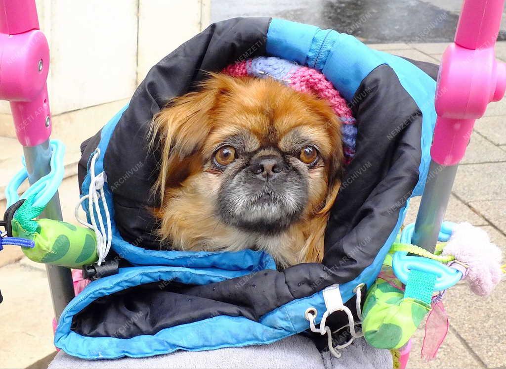 Állatvilág - Budapest - Pekingi palotapincsi