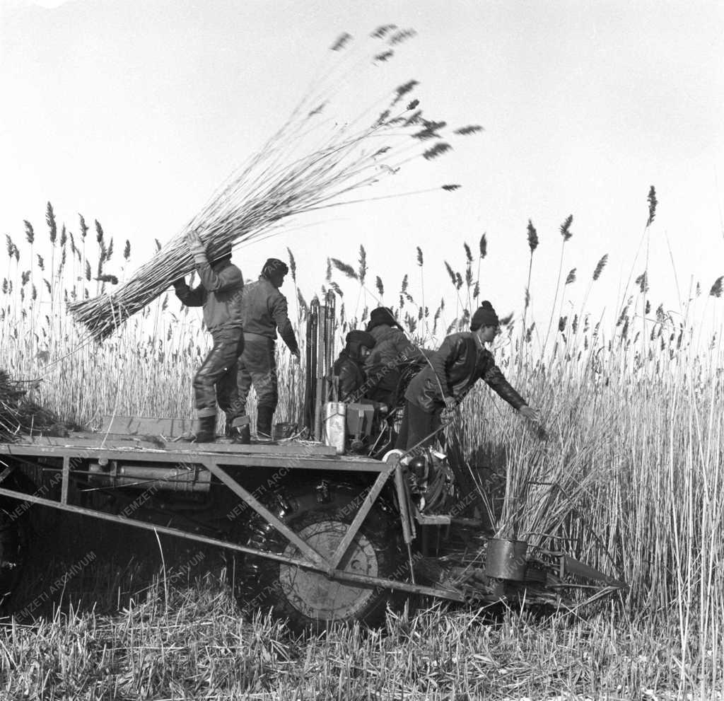 Mezőgazdaság – Hortobágyi nádaratók