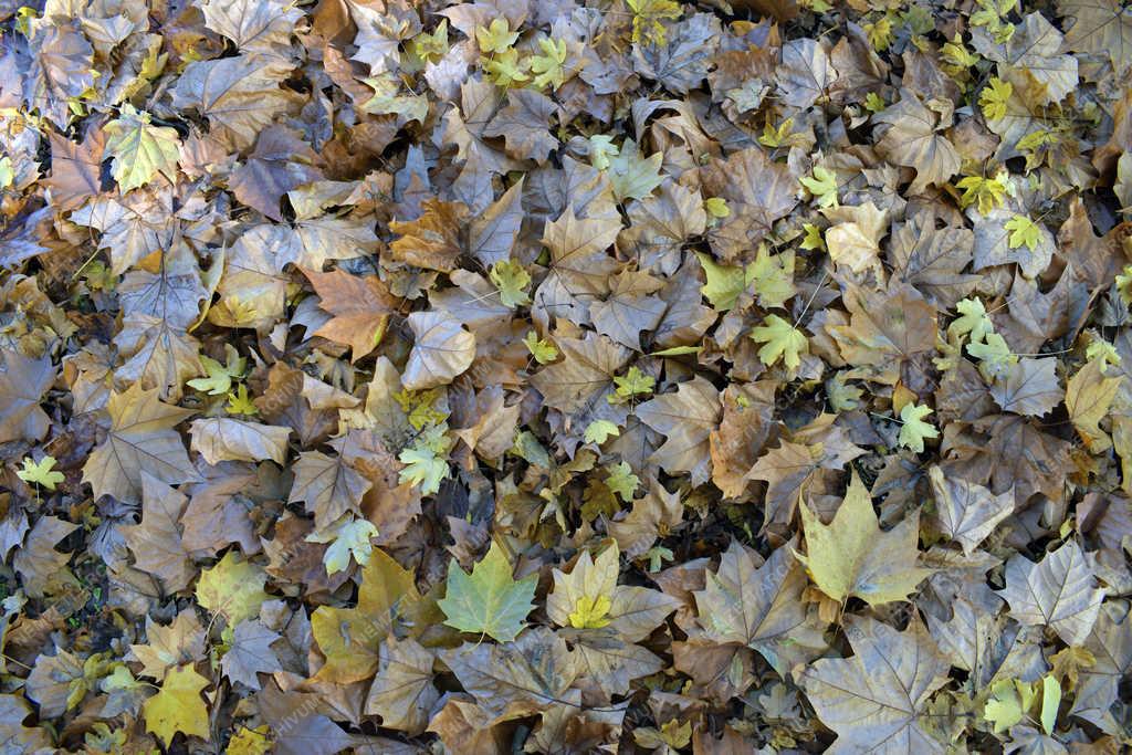 Természet - Budapest - Őszi Népliget 