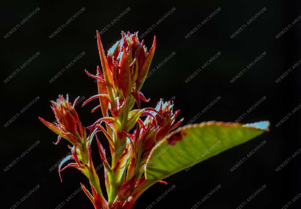 Természet - Tavasz - Rügyezés