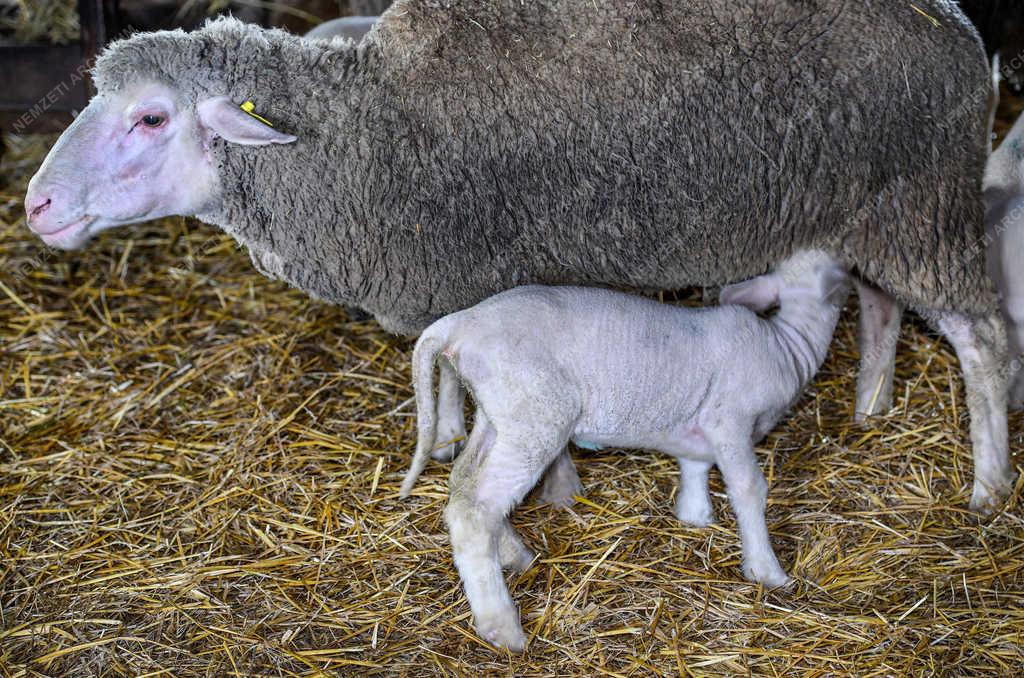 Állattartás - Hortobágy - Születnek a bárányok 