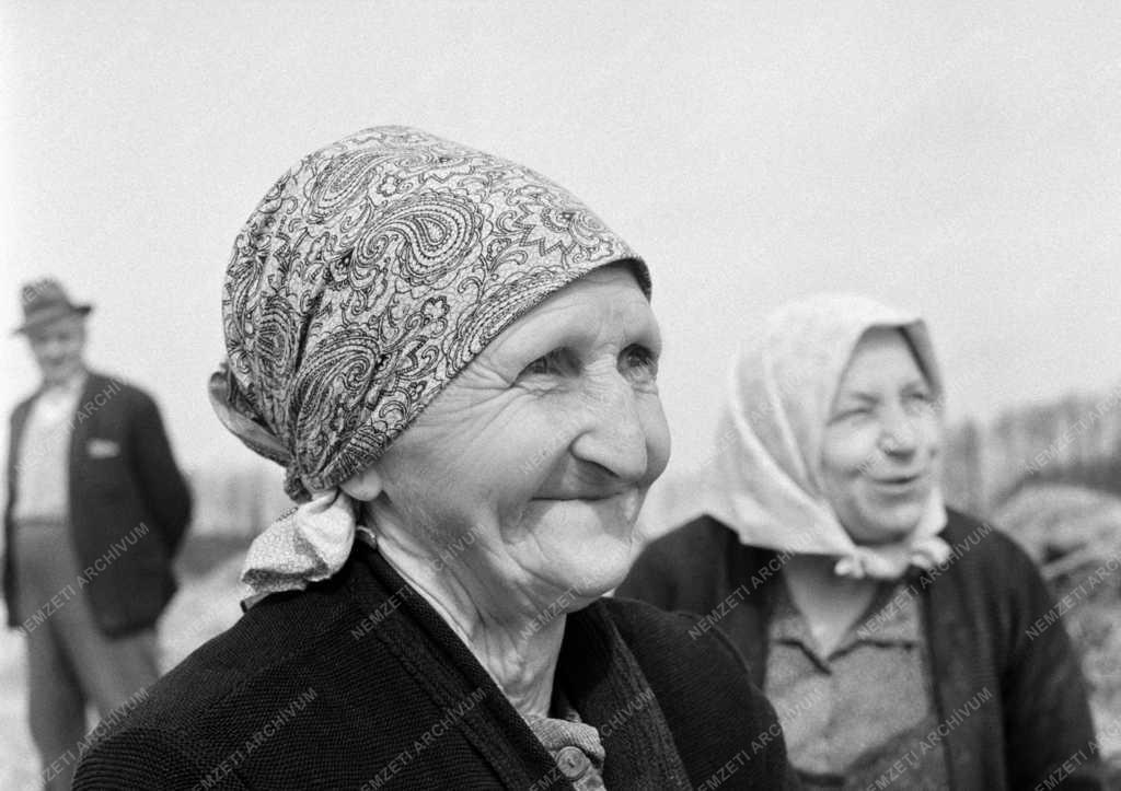 Mezőgazdaság - Homokszentgyörgyi Zöld Mező termelőszövetkezet