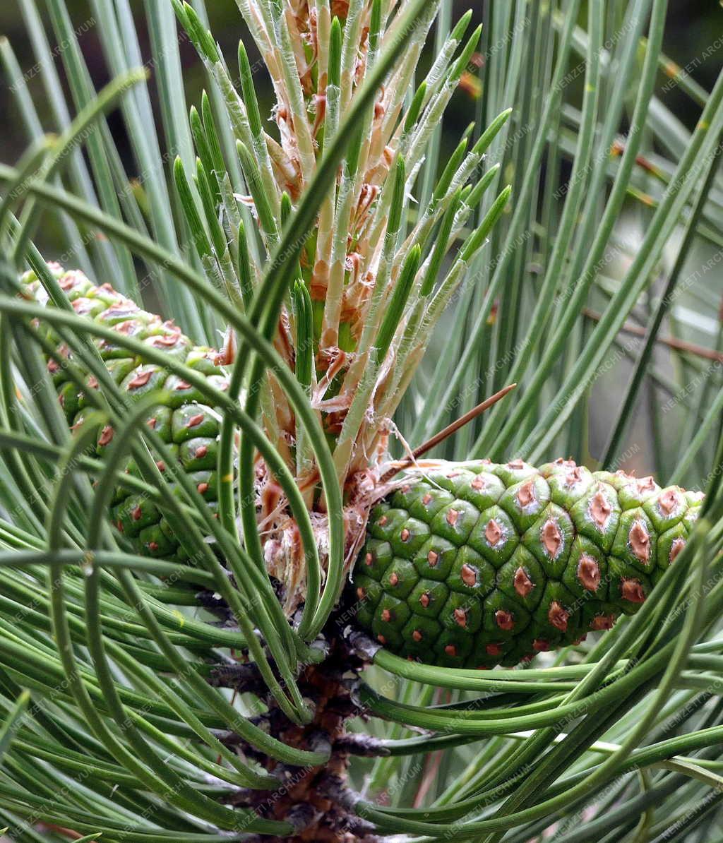 Természet - A feketefenyő idei toboztermése