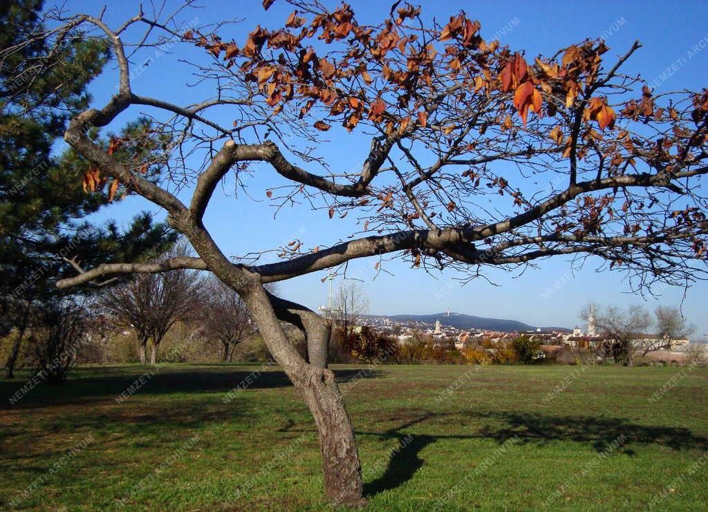 Természet - Budapest - Ősz a Gellérthegyen