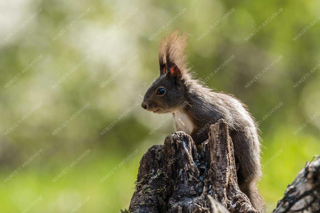Természet - Erdei mókus Tőserdőn