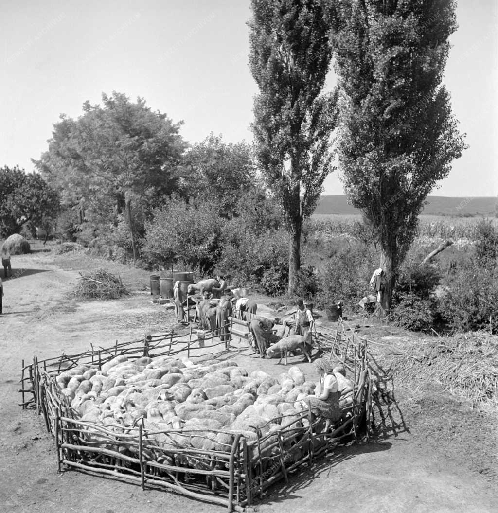 Mezőgazdaság - Állattenyésztés – Juhfürdetés