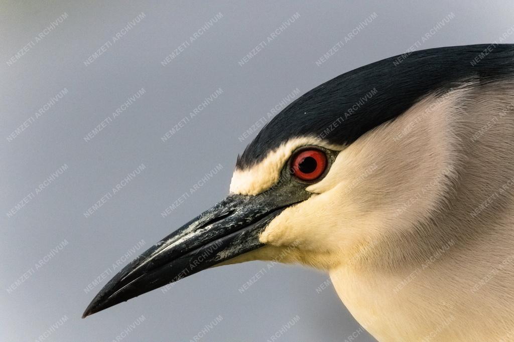 Természet - Bakcsó