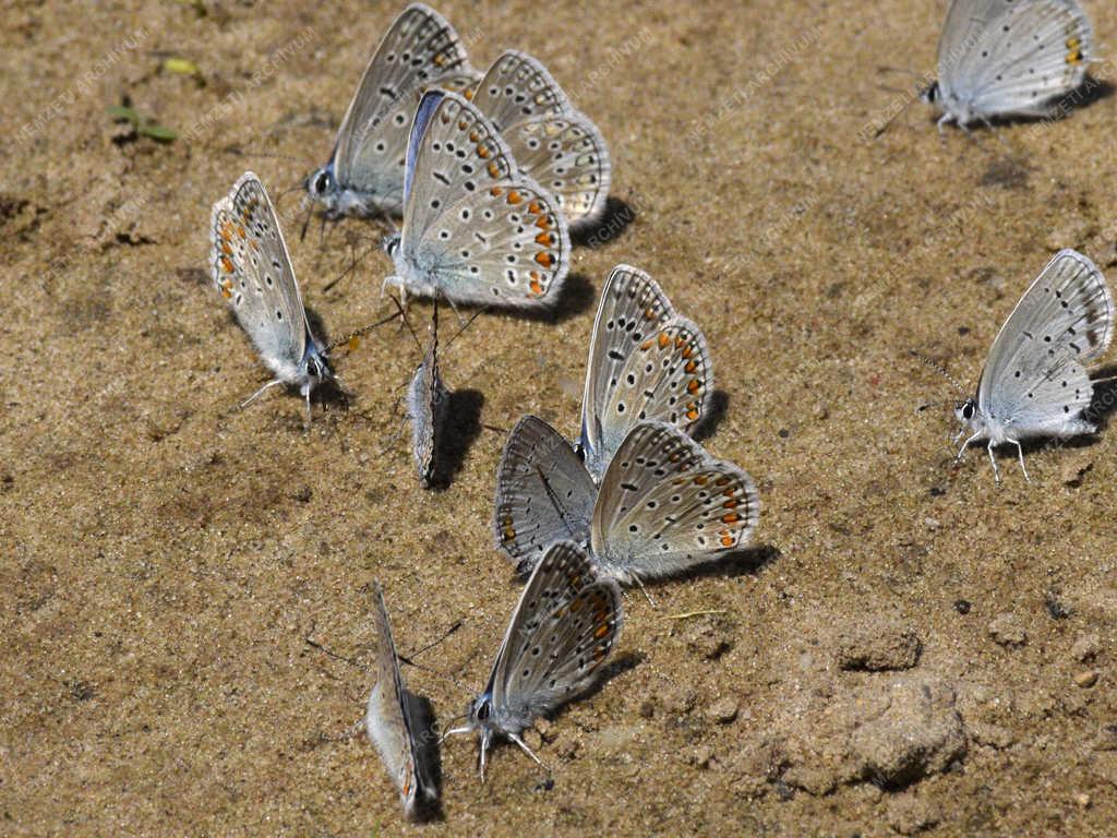 Természet - Budapest - Boglárka lepke