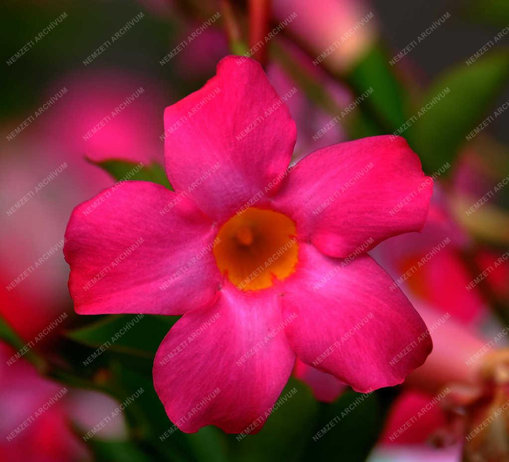 Természet - Verőce - Tölcsérjázmin 