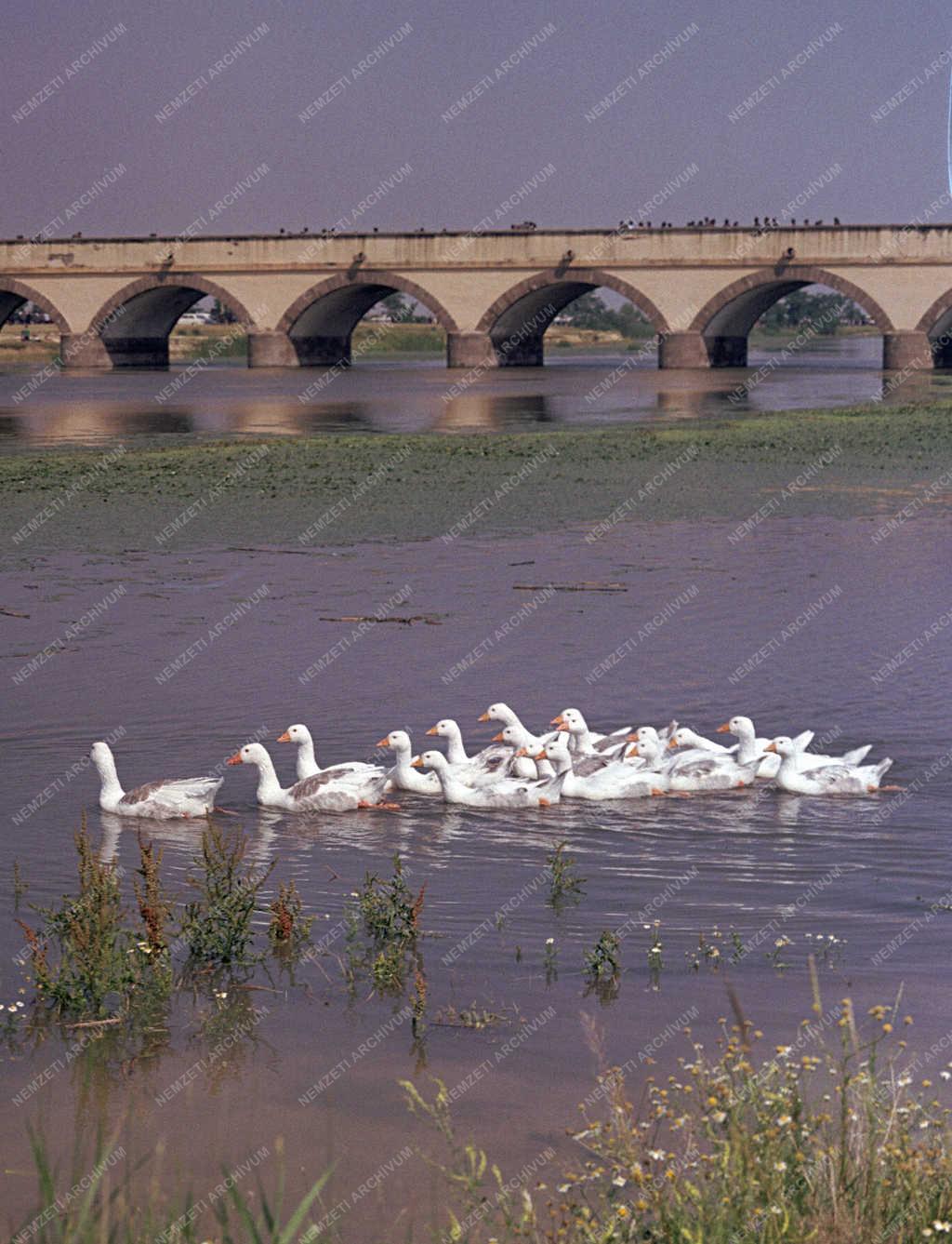 Tájkép - Hortobágy