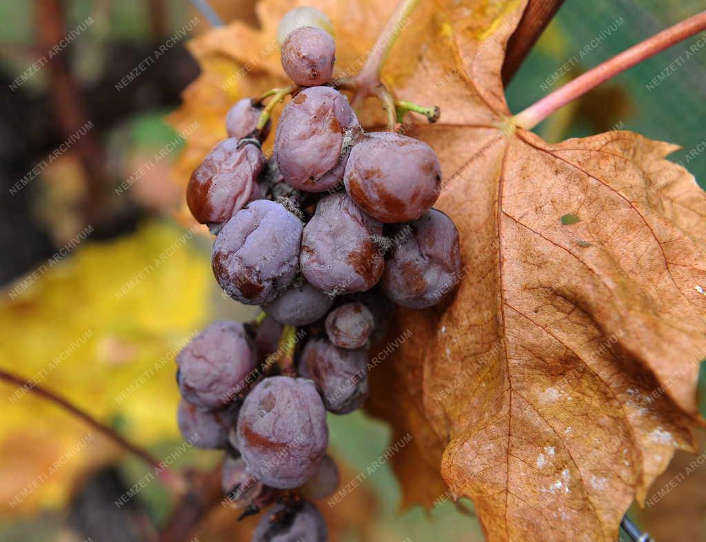 Borászat - Tokaj - A Paulay Borház szőlőültetvénye