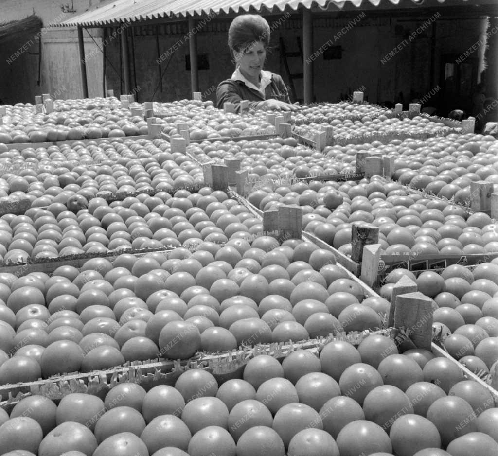 Mezőgazdaság - Lakitelki Szikra Termelőszövetkezet 