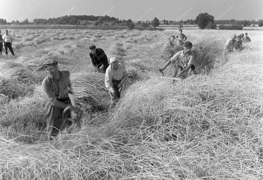 Mezőgazdaság - Kaszával aratnak a koroncói Zöld Mező Tsz-ben