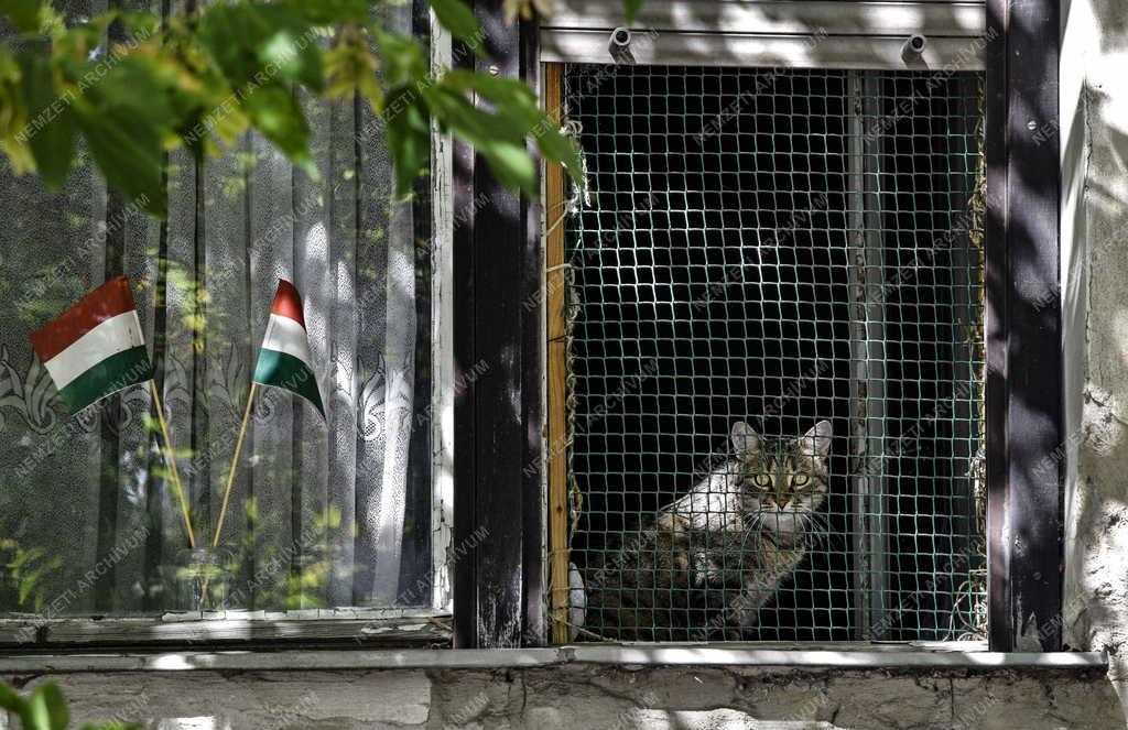 Életkép - Budapest - Házimacska egy fővárosi lakás ablakában
