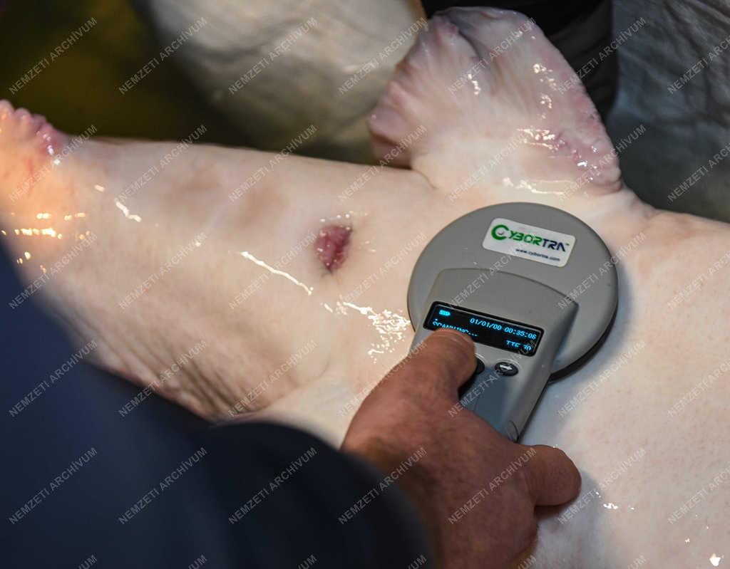 Állattartás - Komádi - Vizák vizsgálata