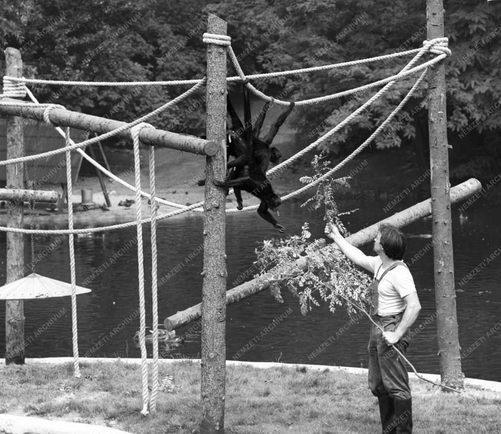 Állatvilág - Pókmajmok a Fővárosi Állat- és Növénykertben