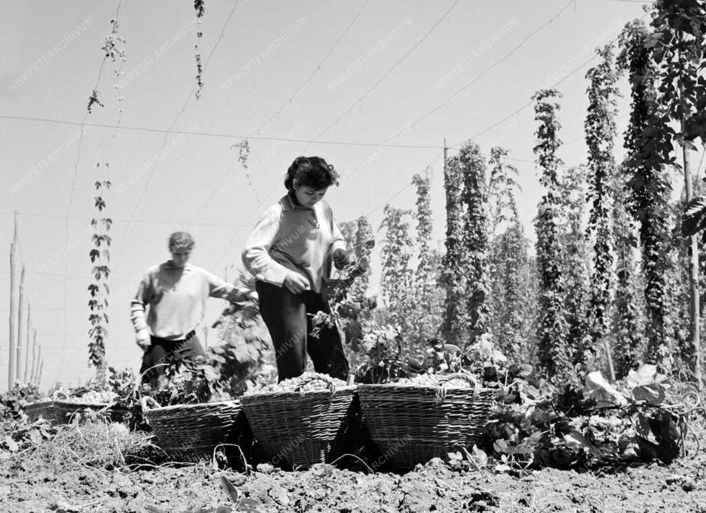 Mezőgazdaság - Megkezdték a komló szedését a Mezőhegyesi Állami Gazdaságban