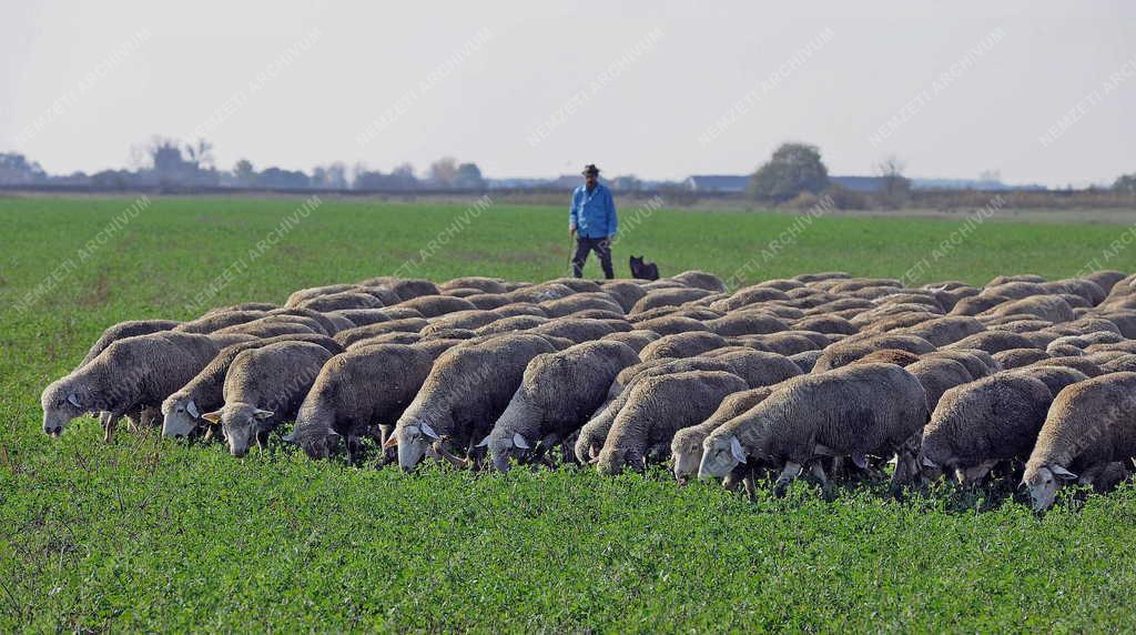 Állattenyésztés - Hortobágy - Őszi legeltetés 