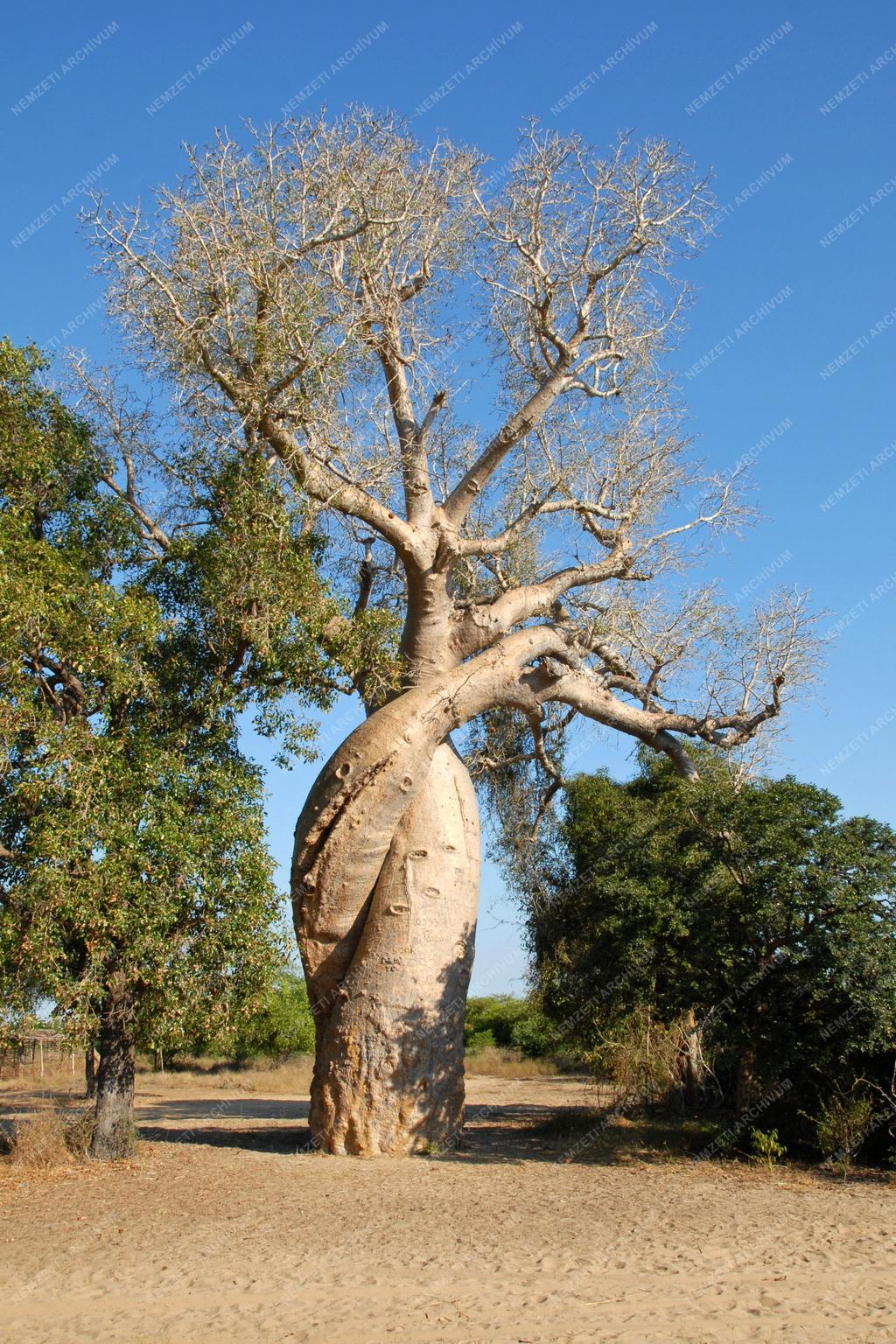 Madagaszkár - Morondava - Majomkenyérfa