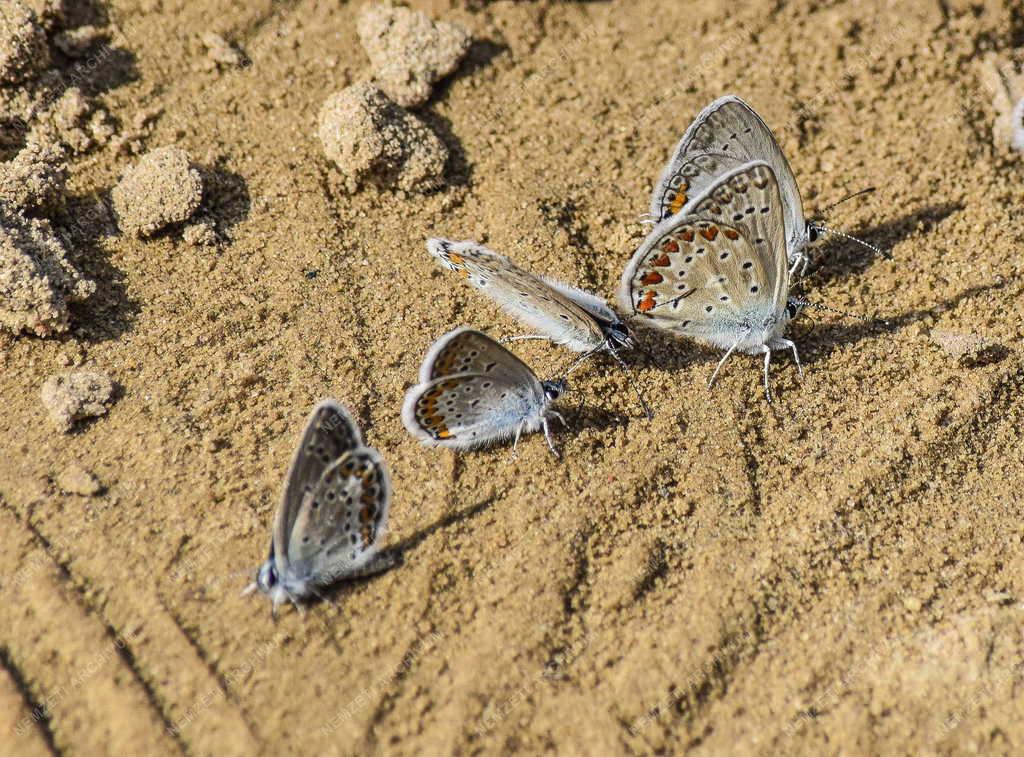 Természet - Budapest - Égszínkék boglárka