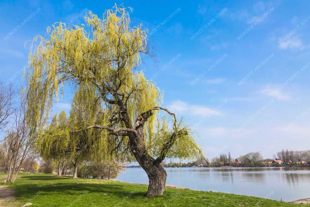 Természet - Ráckeve - Dunapart