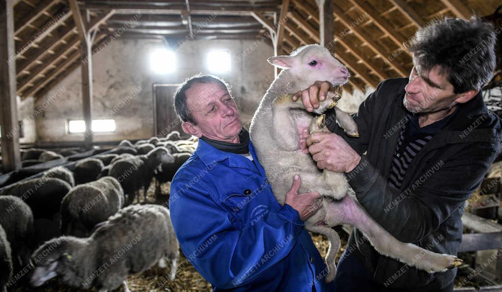 Állattartás - Hortobágy - Születnek a bárányok 