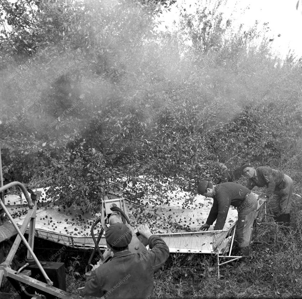 Mezőgazdaság - Gyümölcstermesztés - Gépesített szilvaszedés
