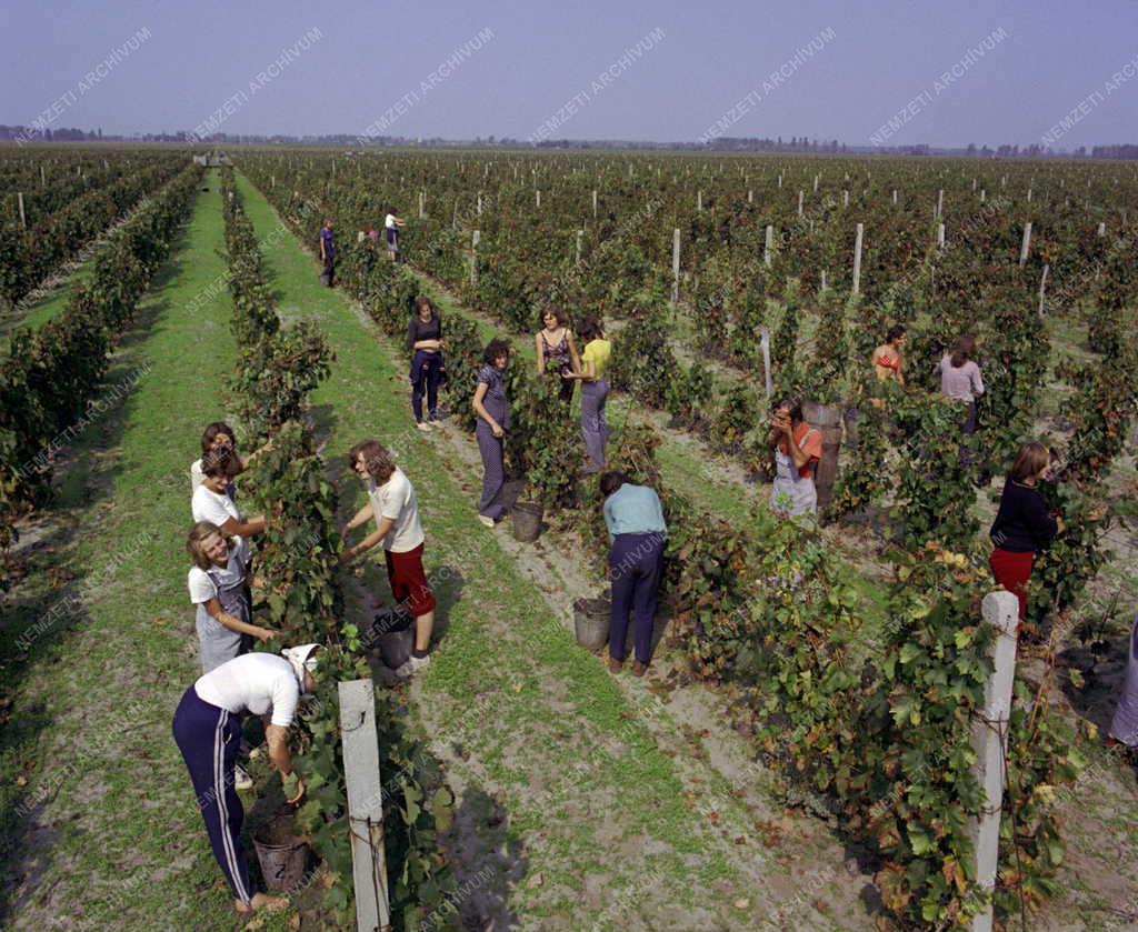 Mezőgazdaság - Szüret a Kunbajai Állami Gazdaságban