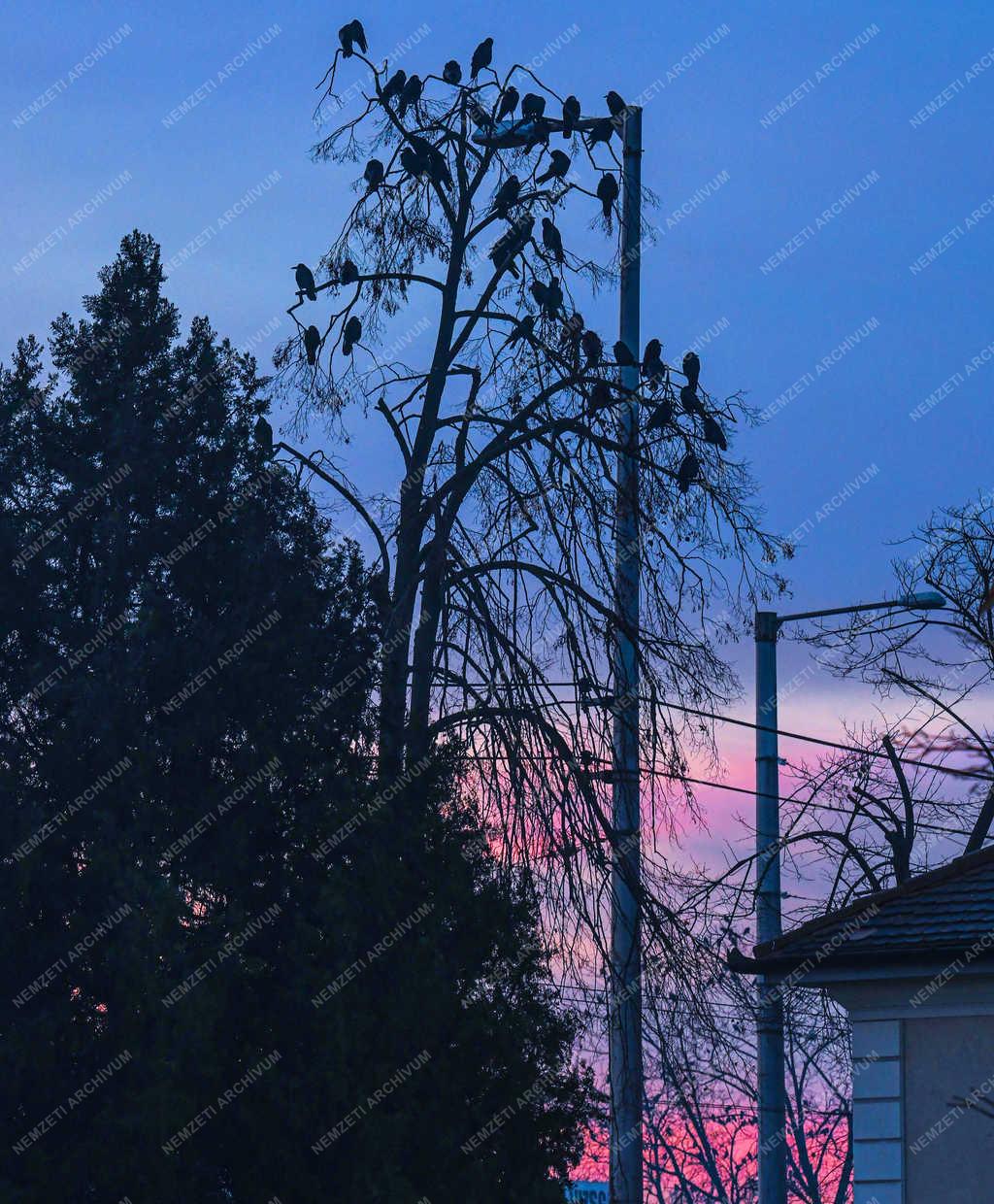 Természet - Debrecen - Városi varjak