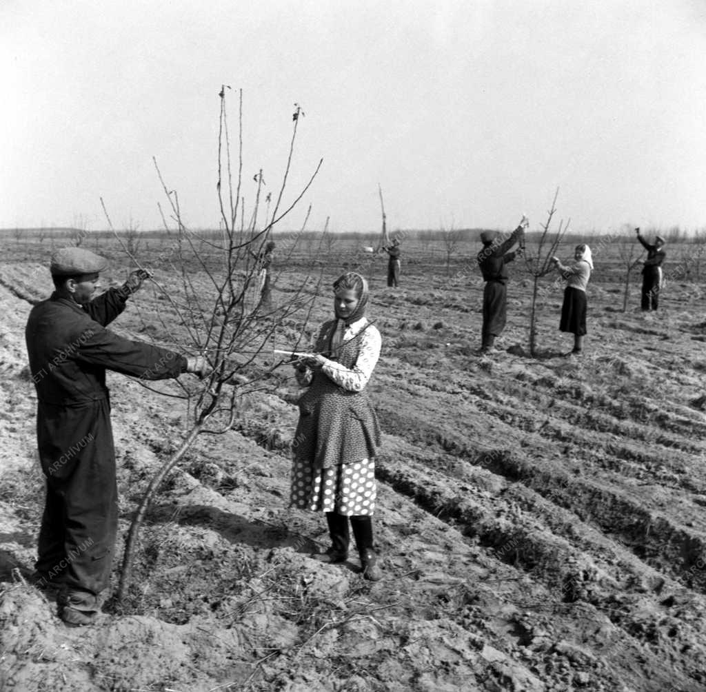 Metszik a gyümölcsfákat az abapusztai állami gazdaságban