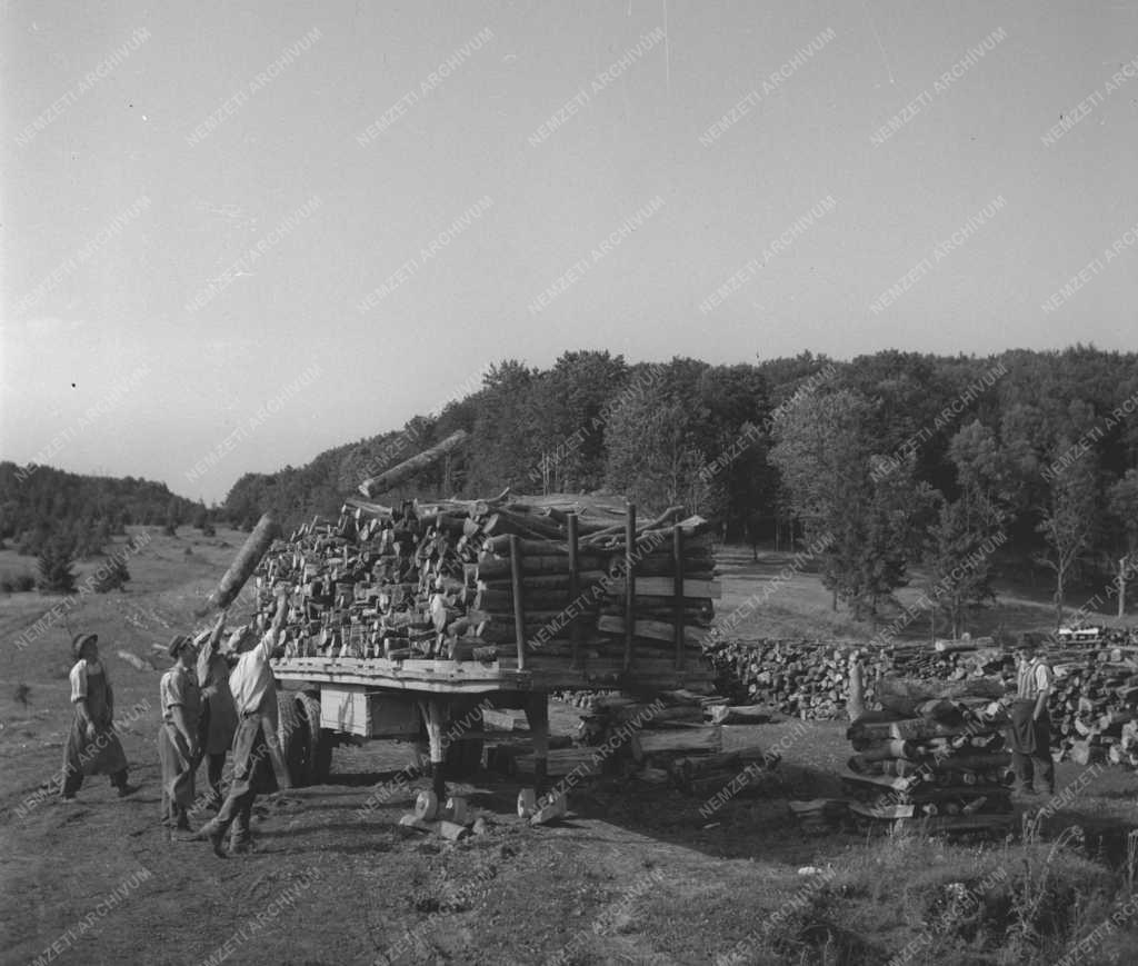 Gazdaság - Fakitermelés Répáshután