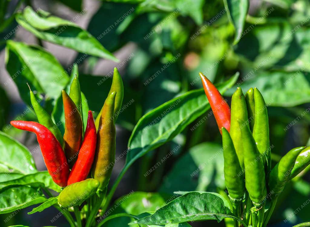 Élelmiszeripar - Tetétlen - Sárréti chilifarm