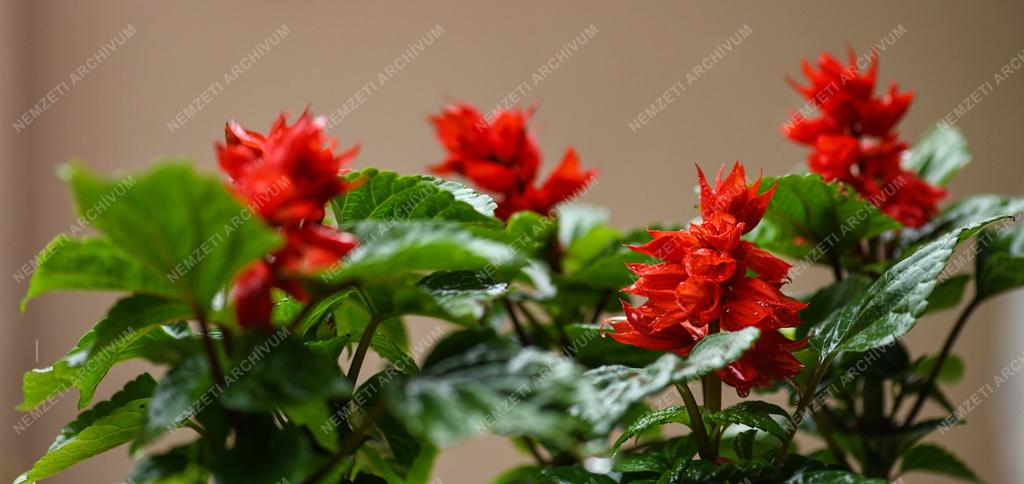 Természet - Kerti virág