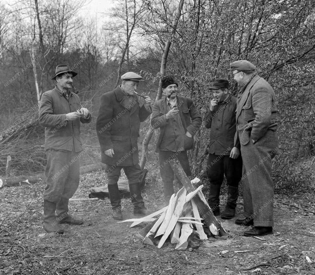 Erdőgazdálkodás - Fakitermelés a nemesdédi Petőfi Tsz-ben