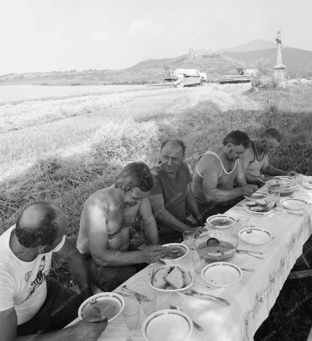 Mezőgazdaság - Aratók ebédje