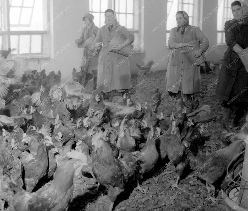 Állattenyésztés - A Matyóföld Tsz. baromfigazdasága
