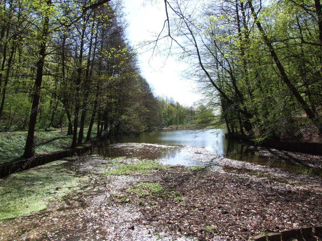 Természet -  Éger-völgyi erdőrészlet