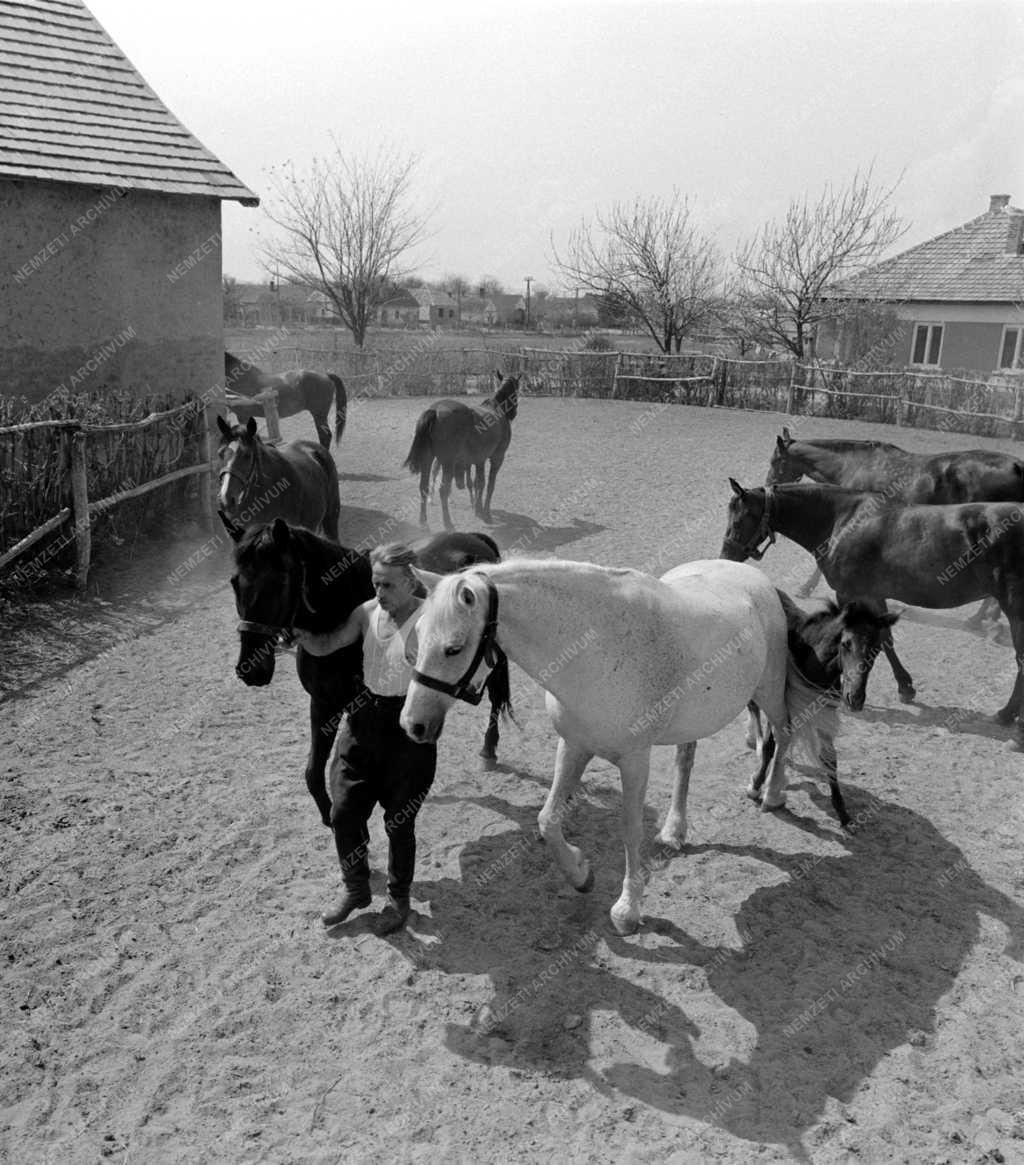 Állattenyésztés - A somogysárdi méntelep