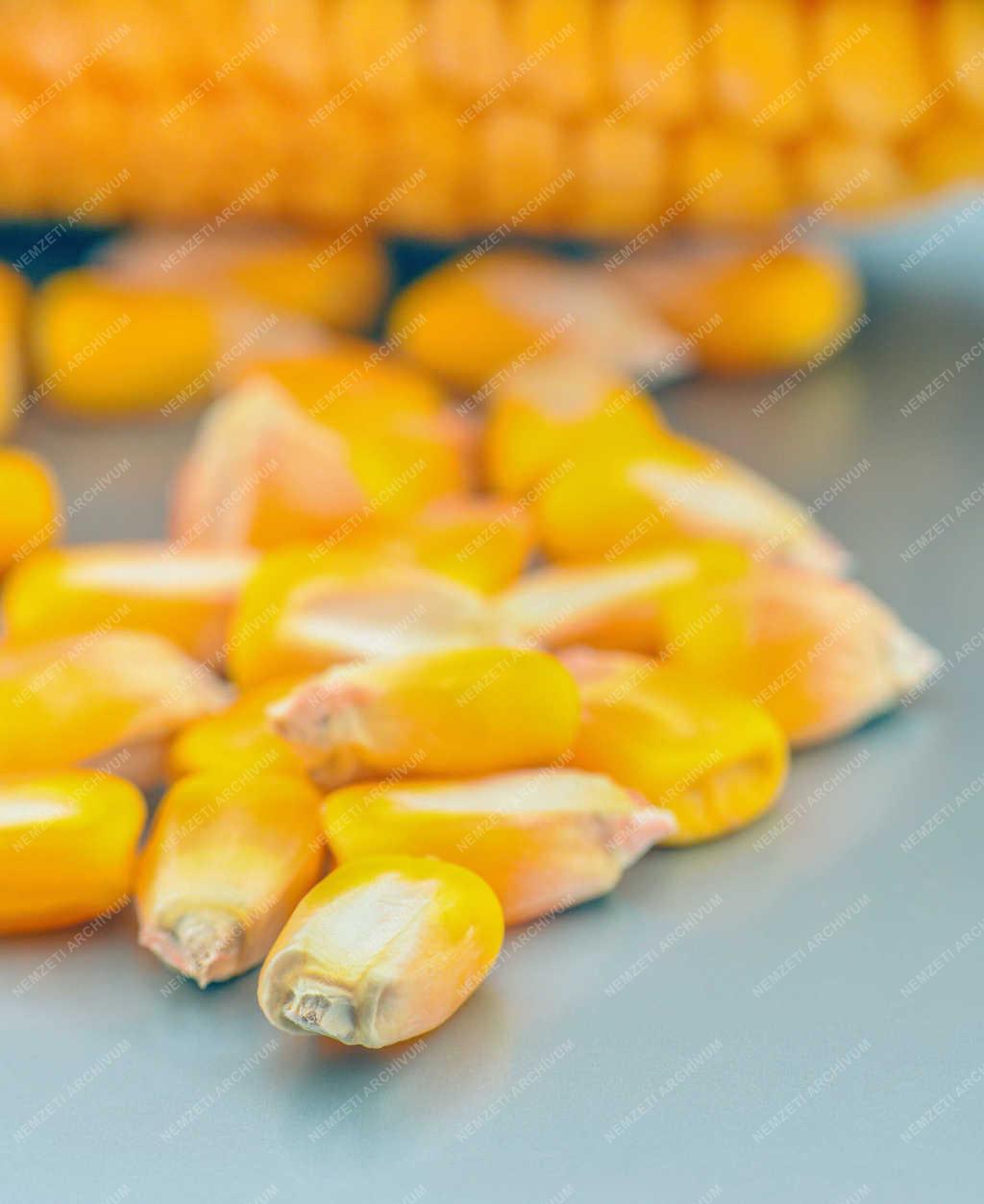 Növénytermesztés - Debrecen - Kukoricatermés